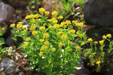 ミヤマガラシの群生