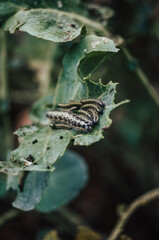 Viele Raupen von Kohlweißling an Brokkoli kletternd  und Ernte fressend