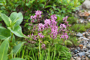 ヨツバシオガマ