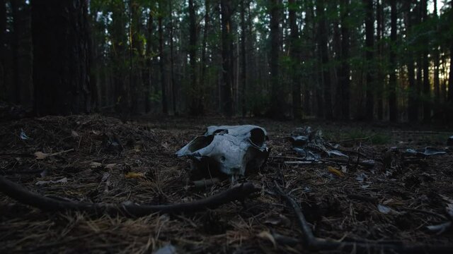 Movement camera to skull horse lying on forest floor in pine forest.