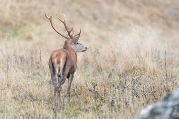 Naklejka na ściany i meble Deer male in the wild (Cervus elaphus)