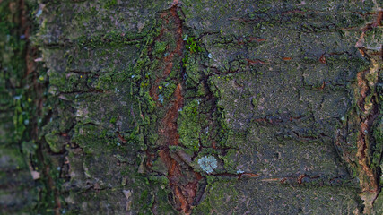 cherry tree old bark structure