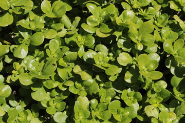 "Common Purslane" plant (or Verdolaga, Pigweed, Little Hogweed, Red Root, Pursley) in St. Gallen, Switzerland. Its Latin name is Portulaca Oleracea Sativa.