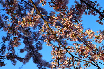 amazing sakura blossom