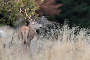 Portrait of deer male in the wild forest (Cervus elaphus)