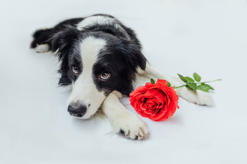 St. Valentine's Day concept. Funny portrait cute puppy dog border collie lying down with red rose flower isolated on white background. Lovely dog in love on valentines day gives gift