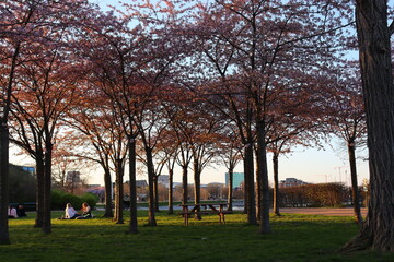 Obraz premium trees in the park