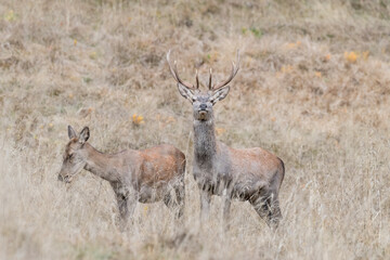 Naklejka na ściany i meble Deer male and female in the field (Cervus elaphus)