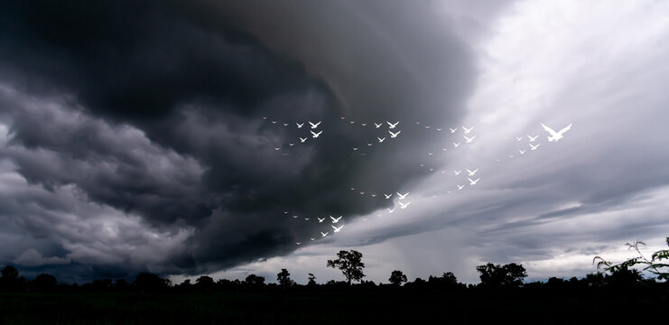 Flock of white birds flying in the blurry sky, birds fighting concept.