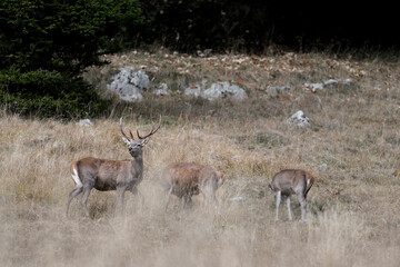 Deer male with females in the wild (Cervus elaphus)