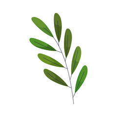 Fototapeta premium branch with leaves