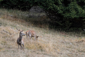 Deer male and female at grazing in mountain region (Cervus elaphus)