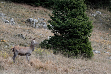 Naklejka na ściany i meble Young deer male in the forest (Cervus elaphus)