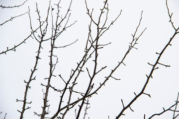 Fototapeta na wymiar Naked Tree Branches On A White Background. Tree branches against white background