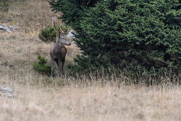 At the edge of the coniferous forest, portrait of Red deer male at dusk (Cervus elaphus)