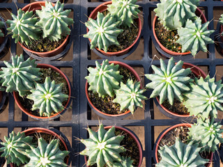 Colorful background of succulent plants