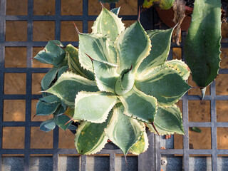 succulent plants in garden