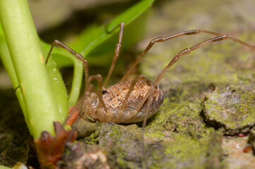 A harvestman spider, daddy longlegs, sitting on a ground