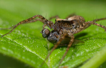 Last tango. Wolf spider, Lycosidae, sitting on a leaf and eating a fly