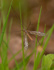 Crane fly Tipulidae sitting on a plant stem, blurred background
