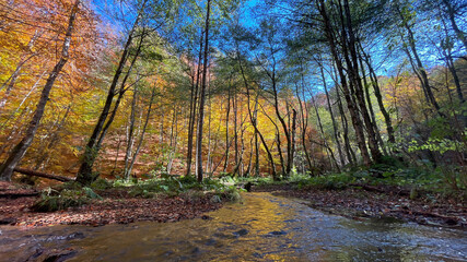 autumn in the forest