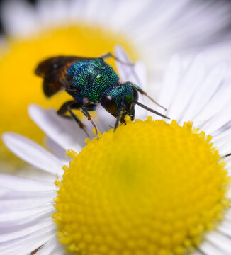 Ruby-tailed wasp, Chrysis ignita, eating yellow pestle
