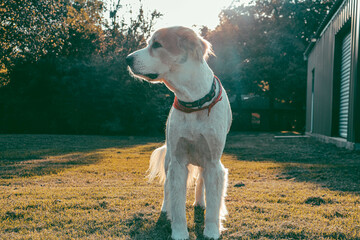 Puppy Fun 