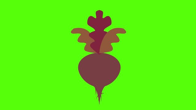 A vector design of a beet plant on green screen background for chroma keying