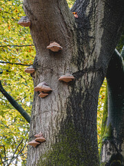 Autumn colors in the dutch forest, Speulderbos Putten The Netherlands.