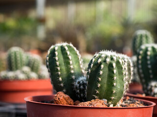 Colorful background of succulent plants