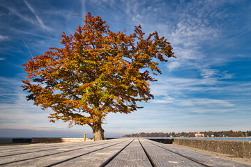 Autumn tree in the port of Lindau on Lake Constance