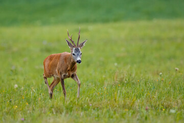 Running roe deer buck. Animal in the meadow. Abnormal antlers. Wildlife, Capreolus capreolus, Slovakia.