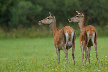 Two red deer females standing on the meadow during rainfall. Summer, wildlife, animal, Cervus elaphus, Slovakia.