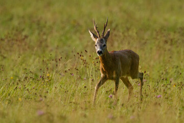 Running roe deer buck. Animal in the meadow. Abnormal antlers. Wildlife, Capreolus capreolus,...