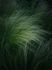 Green grass background. Feather grass.