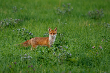 Young red fox on mountain meadow facing the camera, Vulpes vulpes, Slovakia