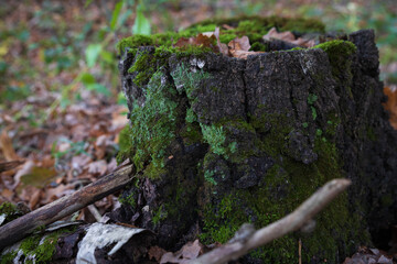 Old Stump overgrown with moss