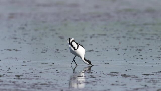 Pied avocet (Recurvirostra avosetta) in its natural enviroment