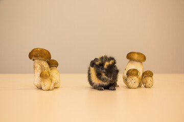 little funny guinea pig with autumn mushrooms