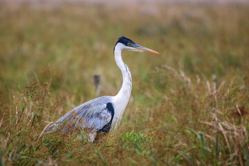 The cocoi heron is a species of long-legged wading bird in the heron family Ardeidae found across South America. It has predominantly pale grey plumage with a darker grey crest. A carnivore, it hunts 