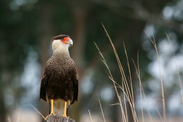The crested caracara is a bird of prey in the family Falconidae. As presently defined, the crested caracara is found in South America