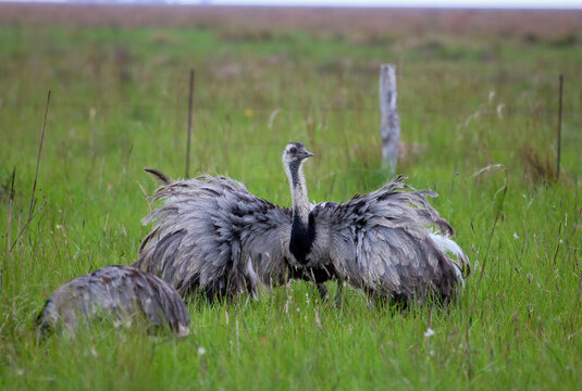 The rheas are large ratites in the order Rheiformes, native to South America, distantly related to the ostrich and emu.