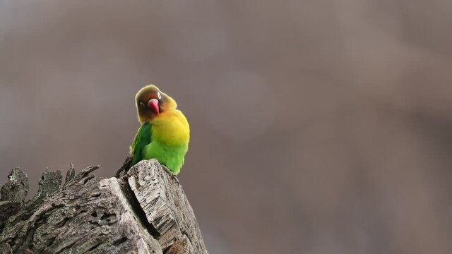 Fischers Lovebird - Agapornis fischeri small parrot bird, green back, chest and wings, necks are a golden yellow and upward it becomes darker orange, top of head is olive green, beak is red, two pair