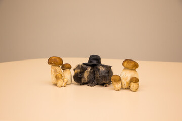 little funny guinea pig with autumn mushrooms