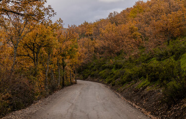 Fototapeta na wymiar Country road between beech forest in autumn, in Tejera Negra, Cantalojas, Guadalajara, Spain