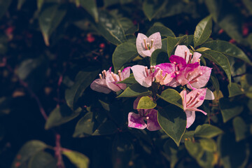 beautiful Close-up view of bush Bougenville with branches in the garden bright colors blurry...