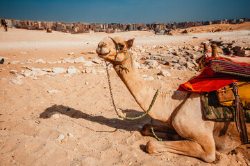 camels resting great pyramids of giza, eight wonder of the world