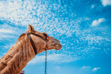 African camel muzzle close up on blue sky