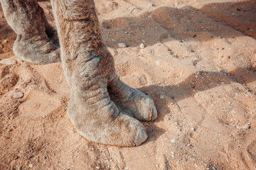 Camel legs close-up on sand background - Powered by Adobe