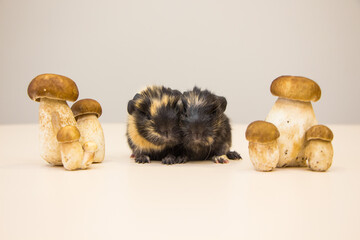 little funny guinea pig with autumn mushrooms